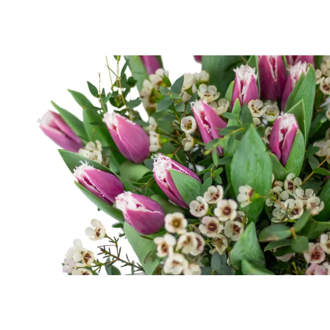 Bouquet of purple tulips